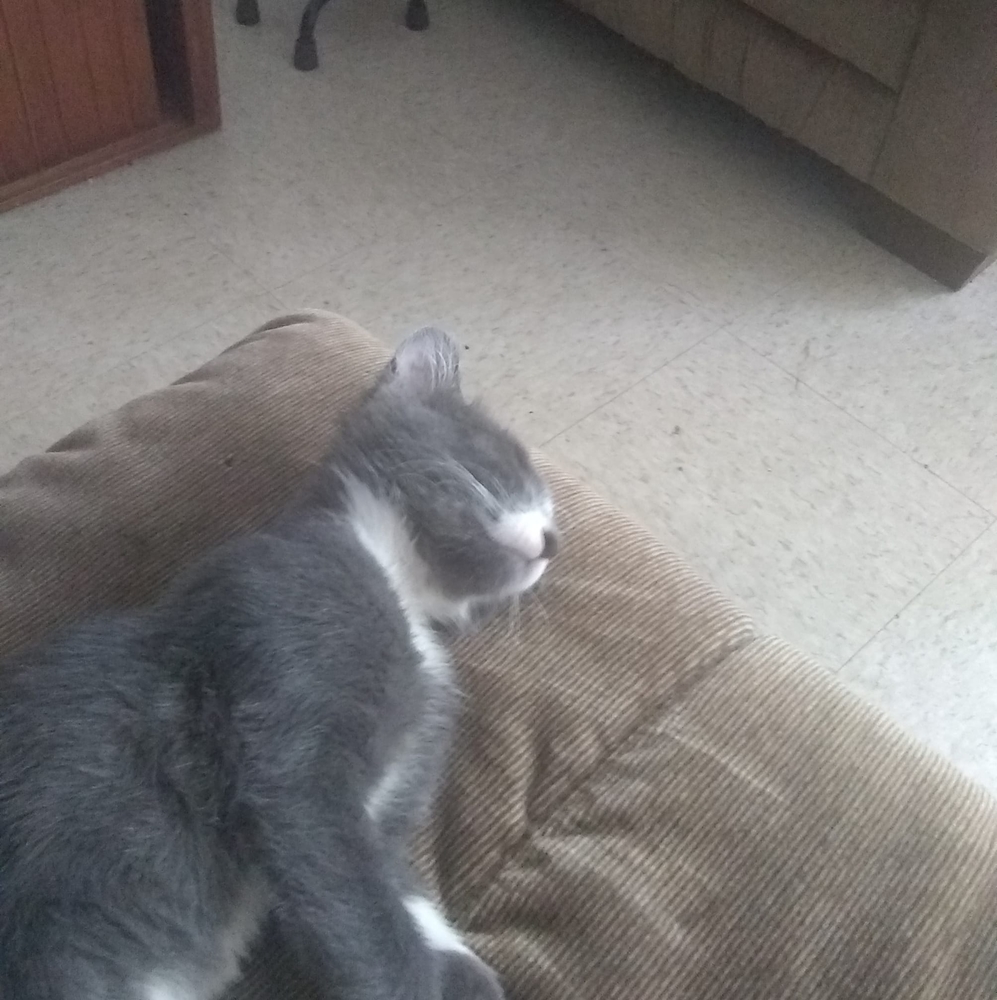 Meet your Posher, Samoree